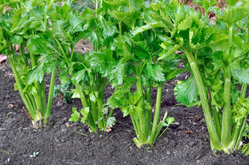 Close-up of celery plantation royalty free stock images