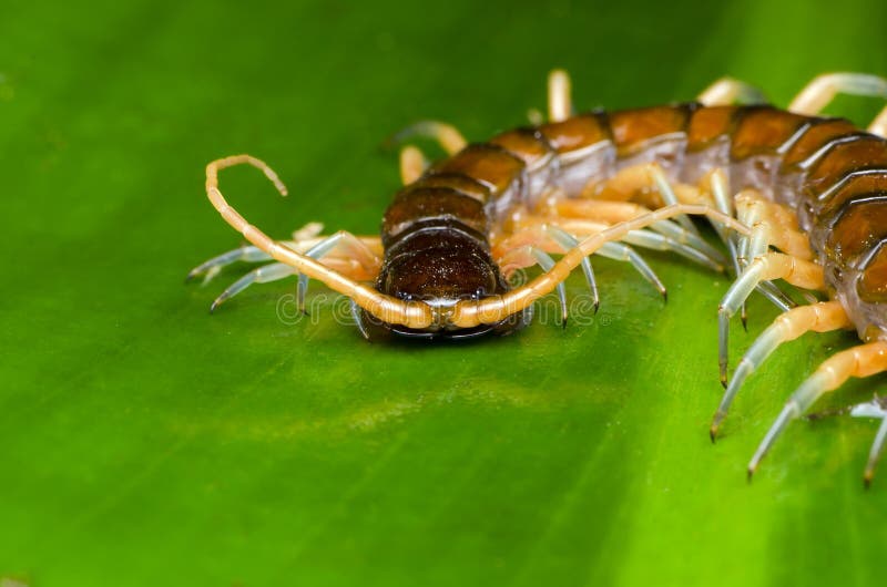 Close Up of Centipede on Green Leaf Stock Photo - Image of environment