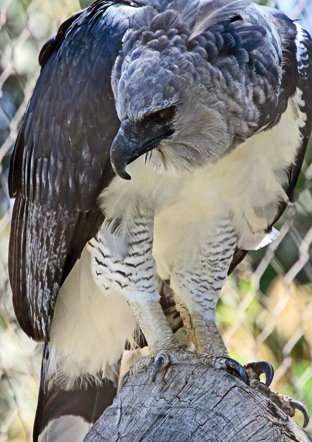 Harpy Eagle stock photo. Image of deadly, large, harpy - 109305888
