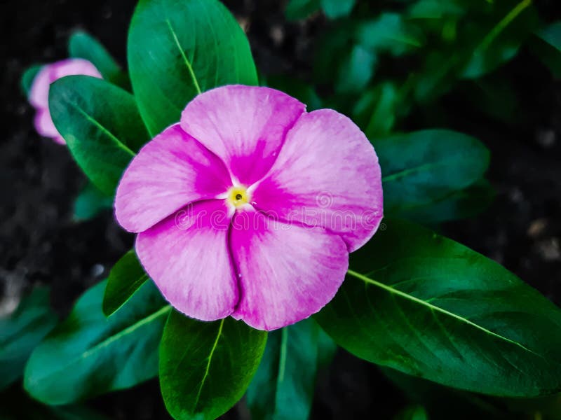 Close-up of a charming pink flower. royalty free stock images