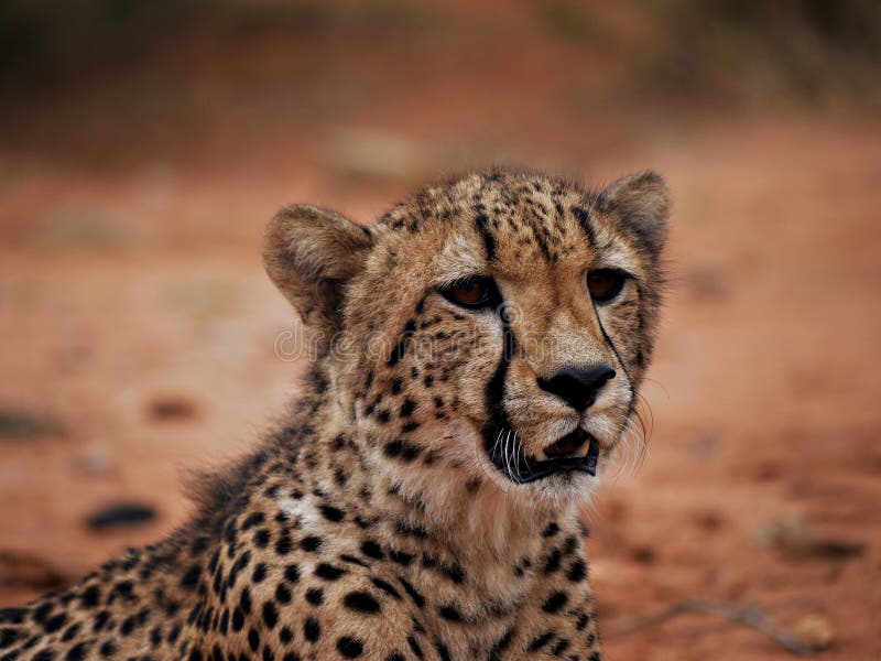 Close up of Cheetah