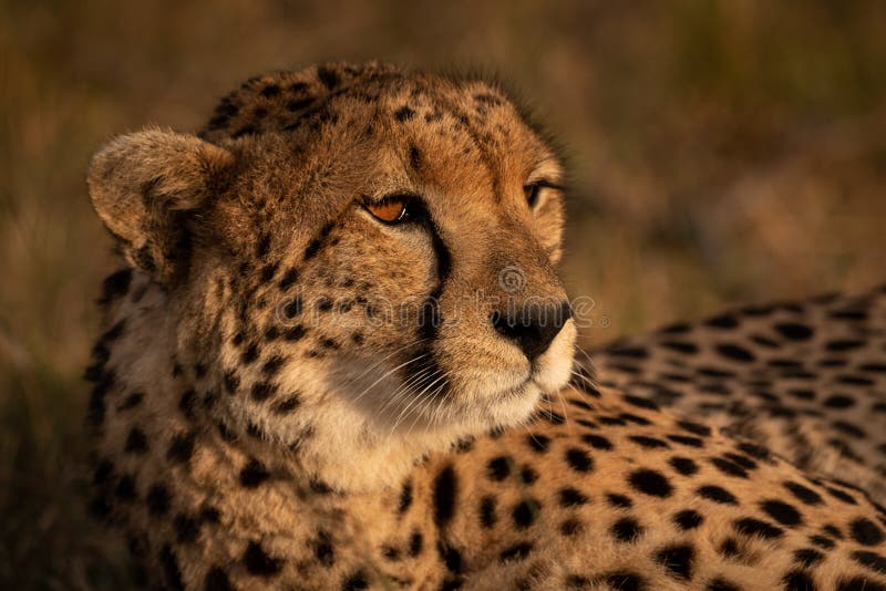 golden cheetah wahoo elemnt