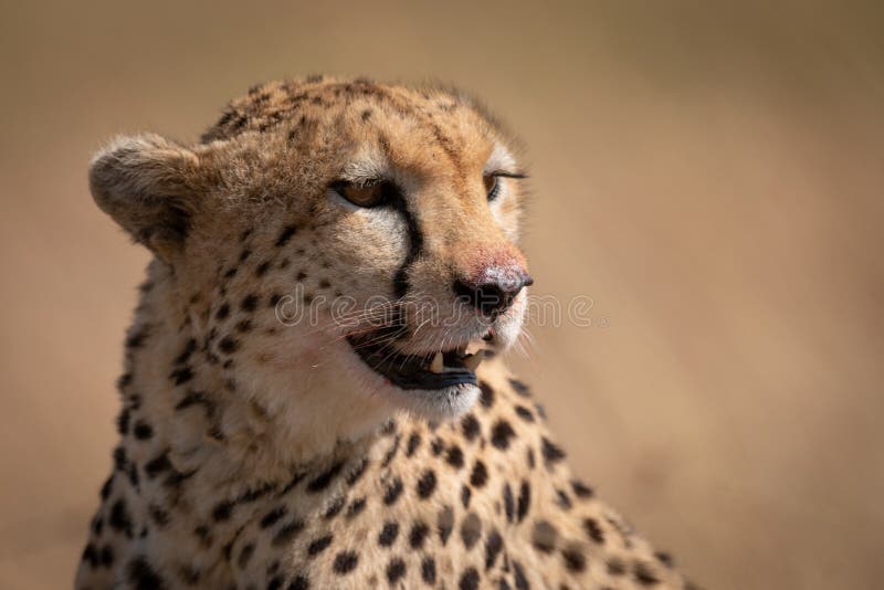 Cheetah Blood Face Stock Photos - Free & Royalty-Free Stock Photos from  Dreamstime