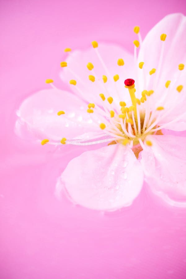 Close-up of Cherry blossom