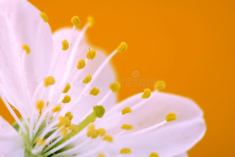 Close-up of Cherry blossom