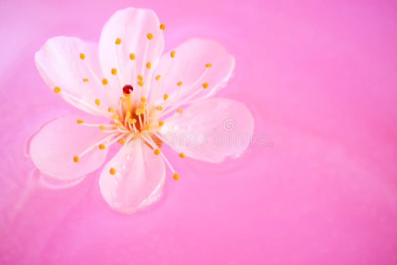 Close-up of Cherry blossom