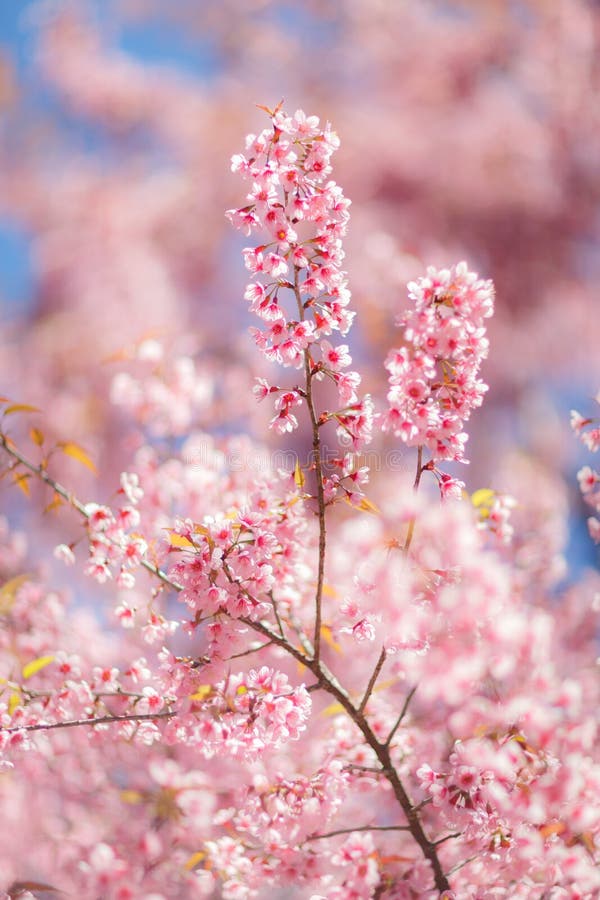 Close Up of Cherry Blossom Flower during Hanami Festival Stock Image ...