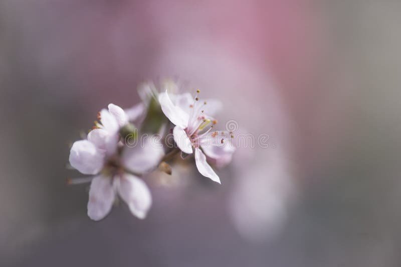 1,397,168 Cherry Blossom Images, Stock Photos, 3D objects