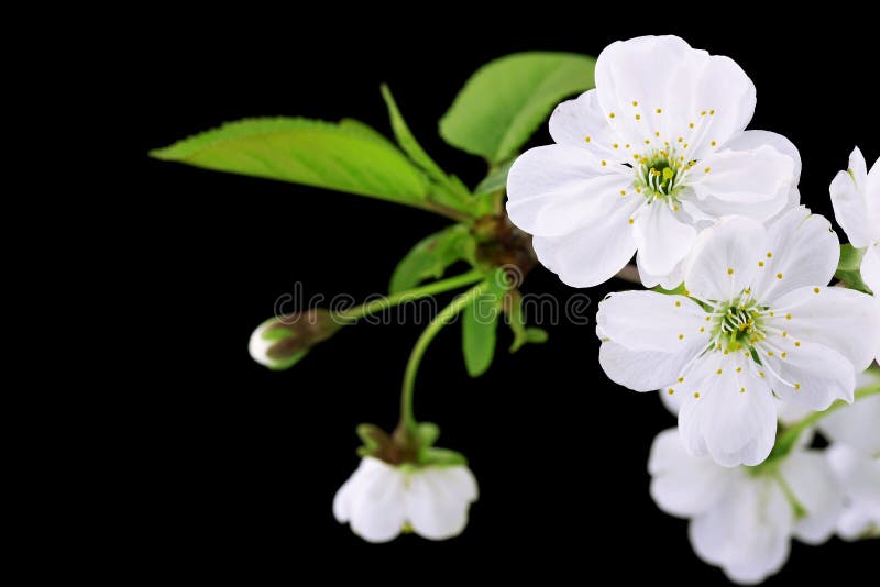 Close-up of Cherry blossoms