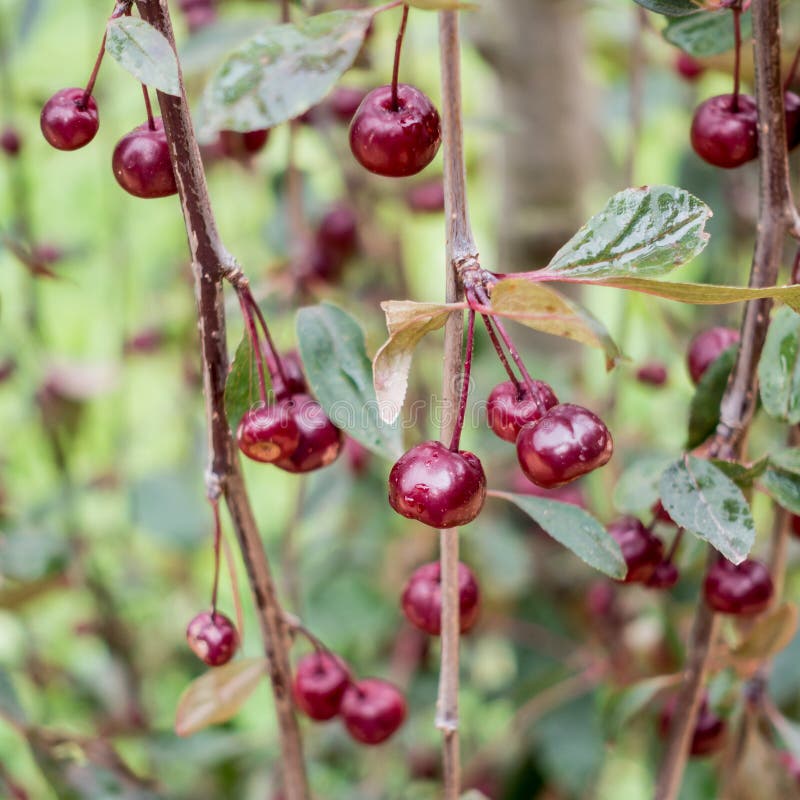 Cherry Tree Branches With Red Berries In The Park Stock Image Image