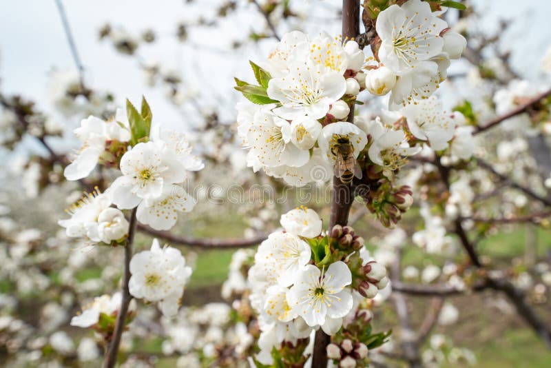 Close Up on Cherry Tree Branches in Bloom White Flowers Blossom with