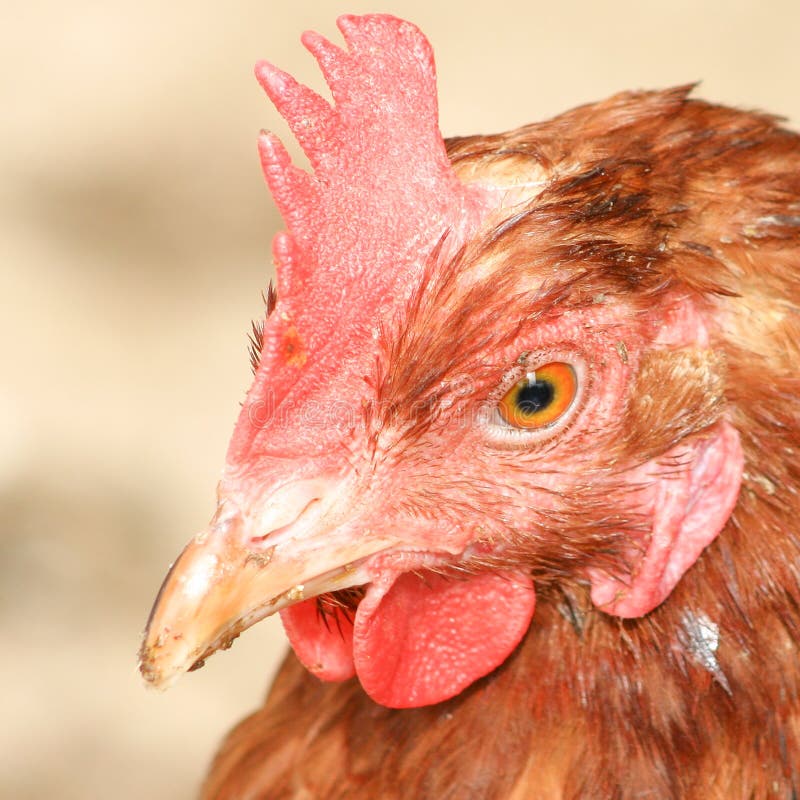 Close up the Chicken head stock image. Image of fowl 148539983