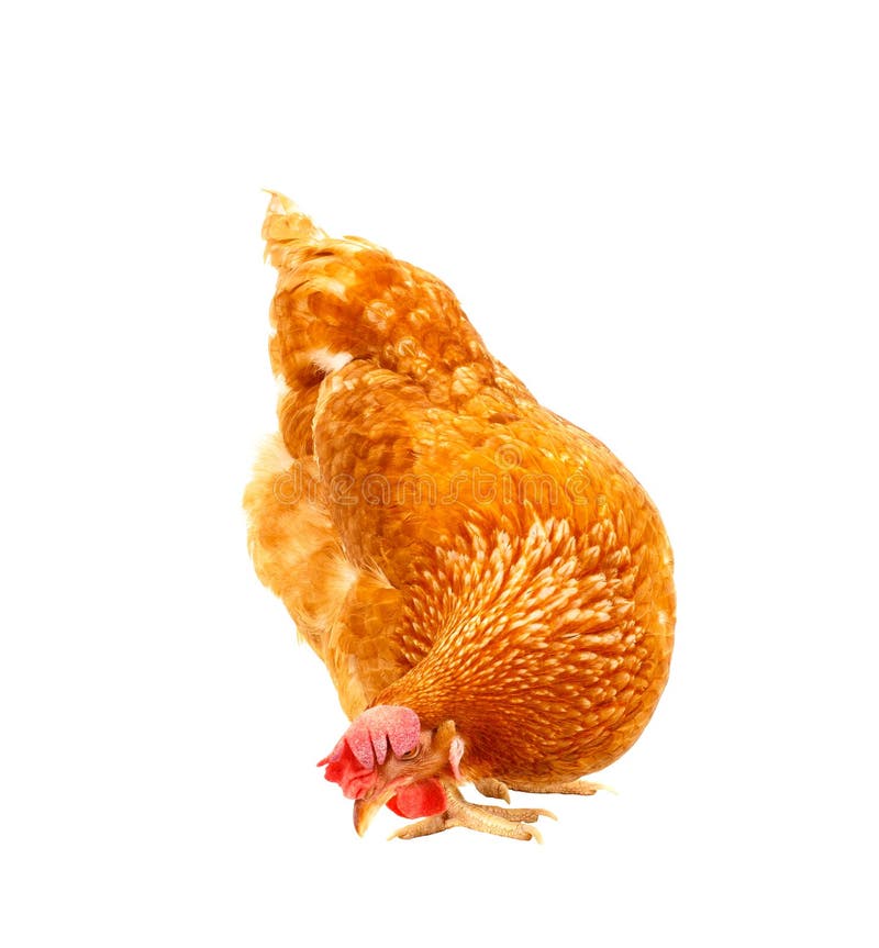 Close Up Chicken Hen Eating Something Isolated White Background Stock