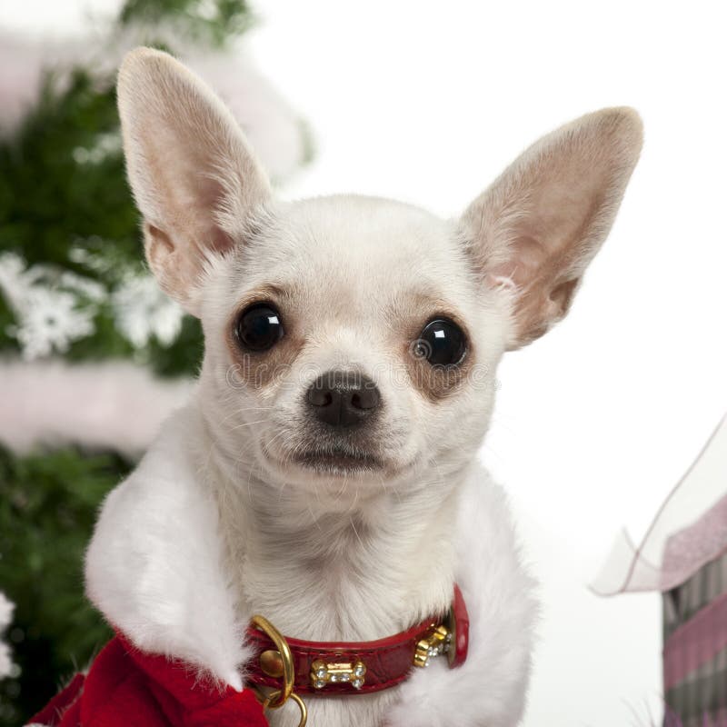 Close-up of Chihuahua, 8 months old