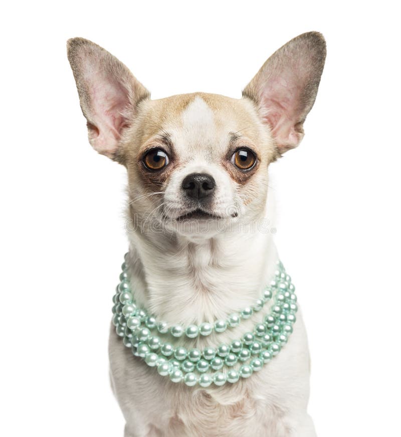 PETFAVORITES Ombre Pearls Dog Necklace Jewelry For Small Dogs Puppy - Bling Rhinestones Cat Wedding Collar - Chihuahua Yorkie Girl Clothes Costume Outfits Accessories (Ombre Pink, Size S)