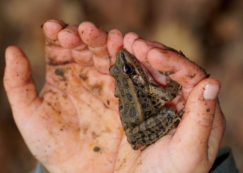 Close up of child holding frog stock photo