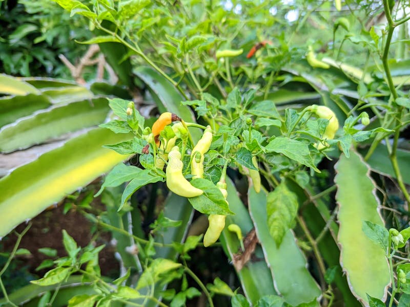 Close-up of a chili plant bearing fruit royalty free stock photography