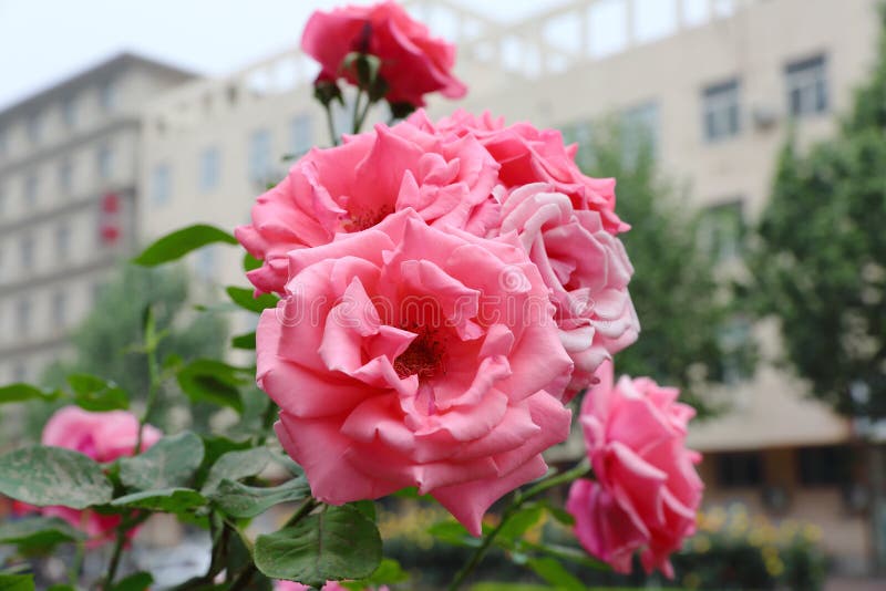 China Rose stock image. Image of rose, china, beautiful 116464505