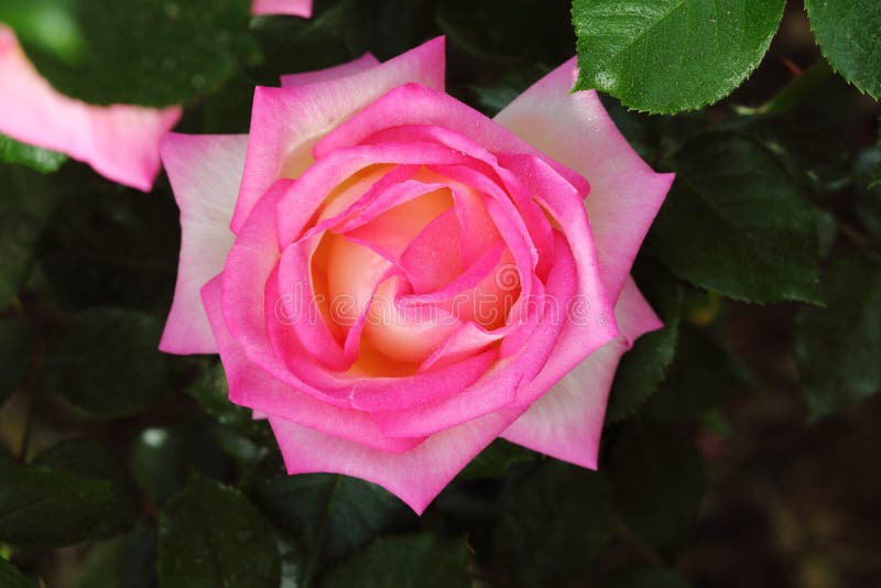 Pink China Rose Closeup in Garden Stock Image - Image of beautiful ...