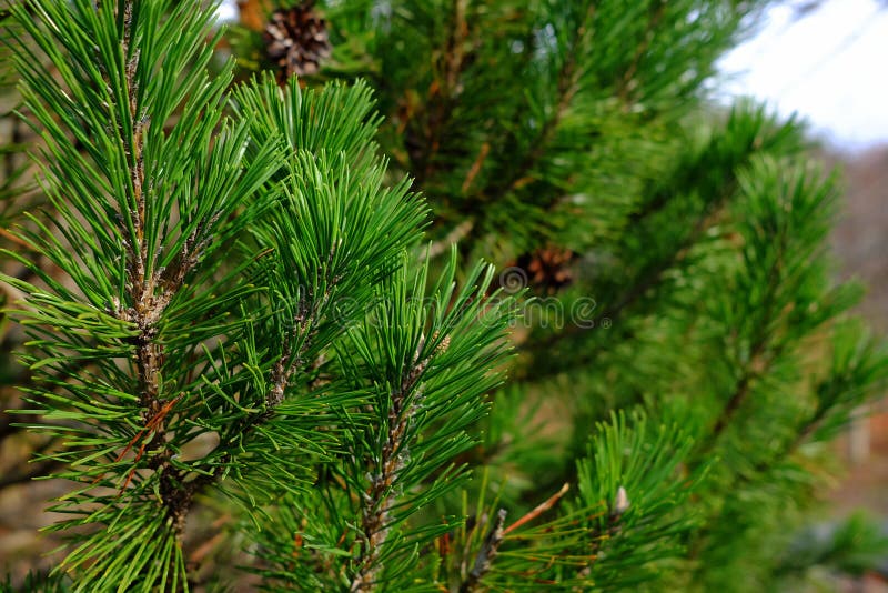 Christmas Tree Leaves Background. royalty free stock photography