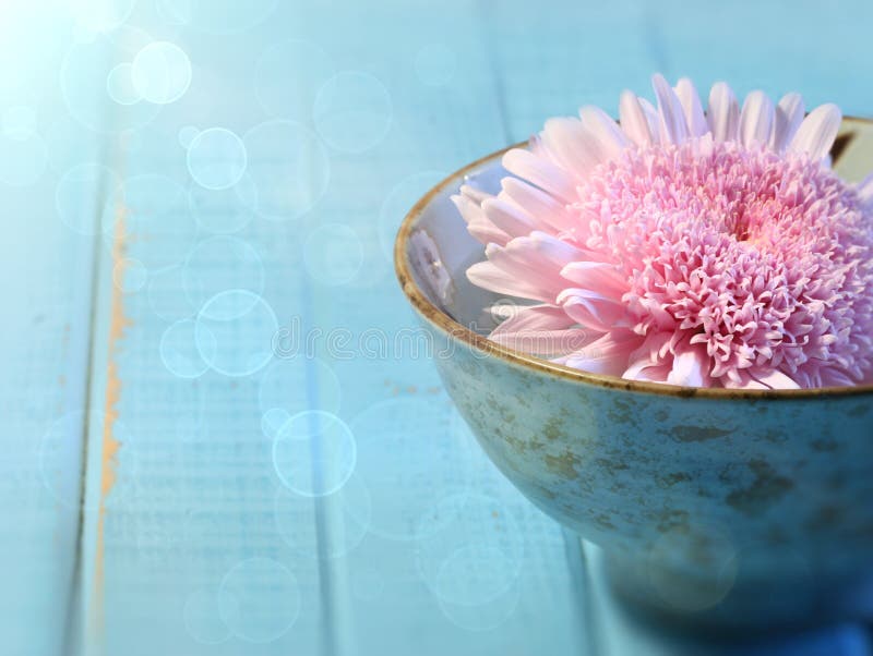Close up of chrysanthemum flower in bowl stock photo Close up of chrysanthemum flower in bowl stock photo