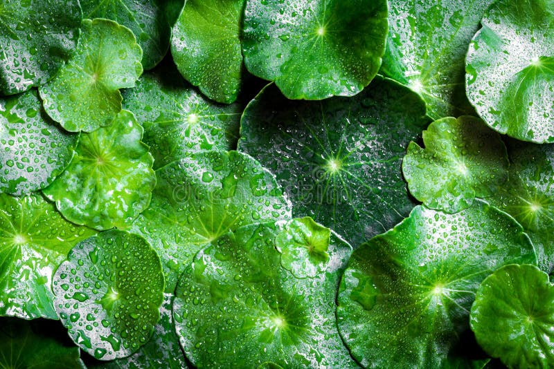 Close up circle green leaf decoration with water rain drop as ab