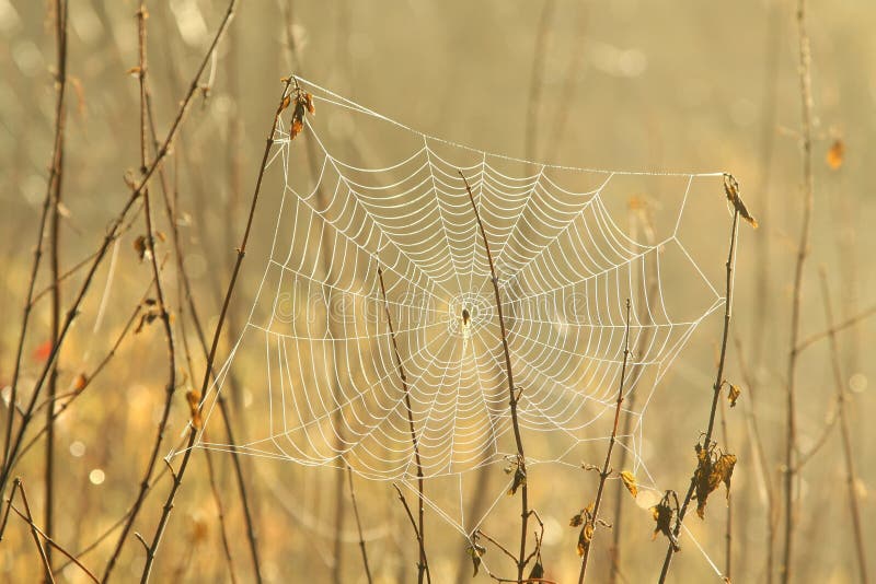 close up of cobweb on the meadow a sunny autumn day spiderweb covered with morning dew backlit by rising sun october poland spider