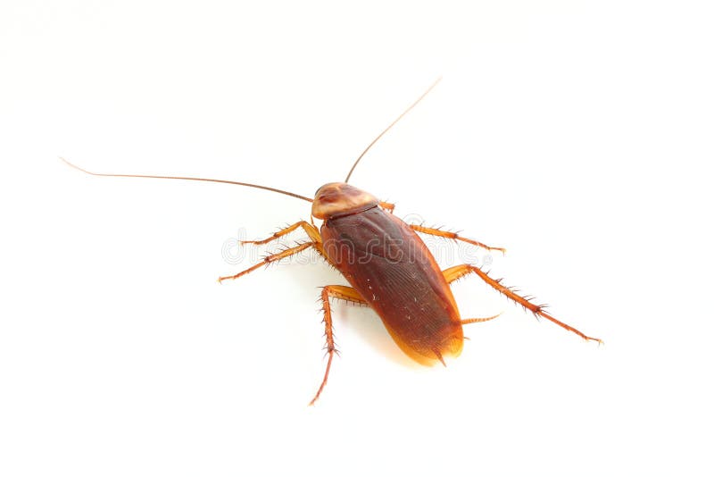 Close up of cockroach. stock photos