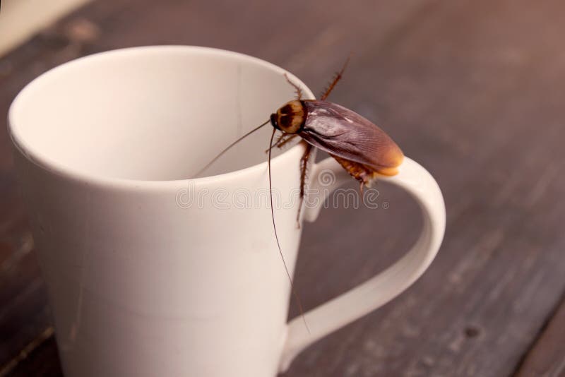 Close up cockroach on white cup drink royalty free stock photo