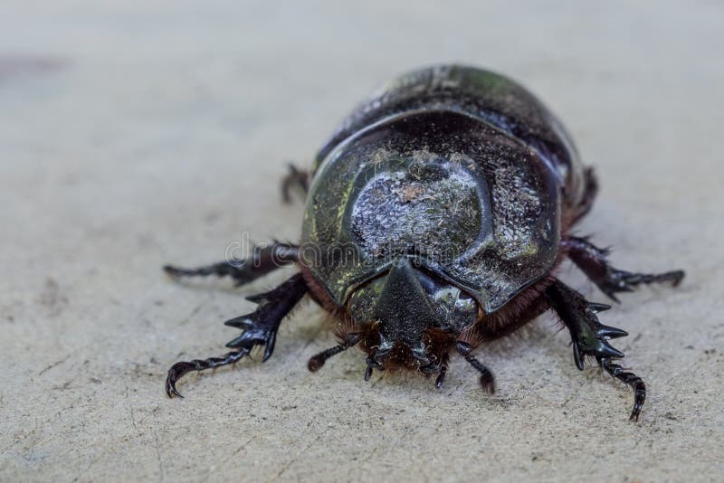coconut rhinoceros beetle coconut rhinoceros beetle