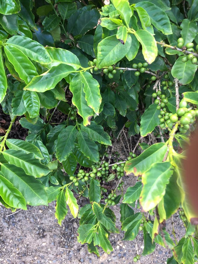 A Close Up of Coffee Beans at the Early Stages of Growth Stock Photo