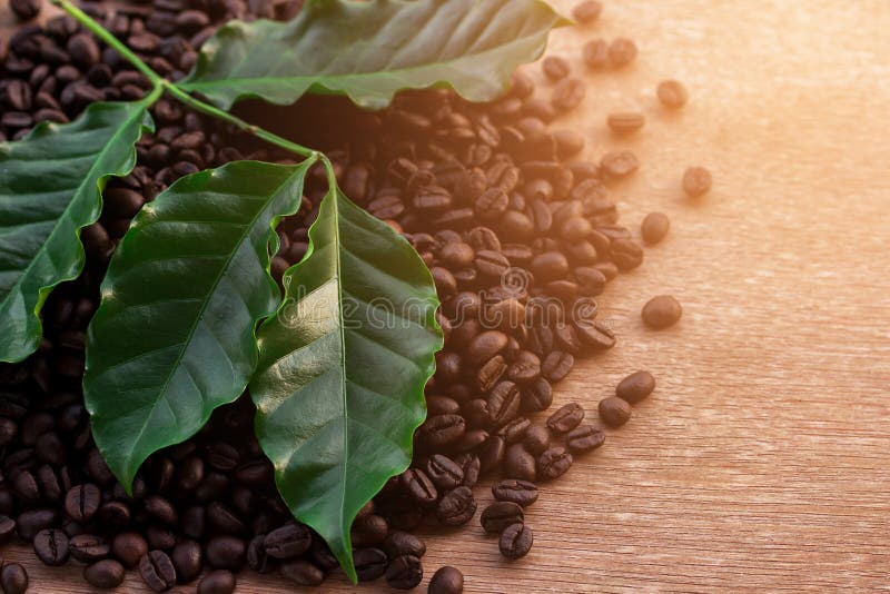 Close up coffee beans and fresh green leaf