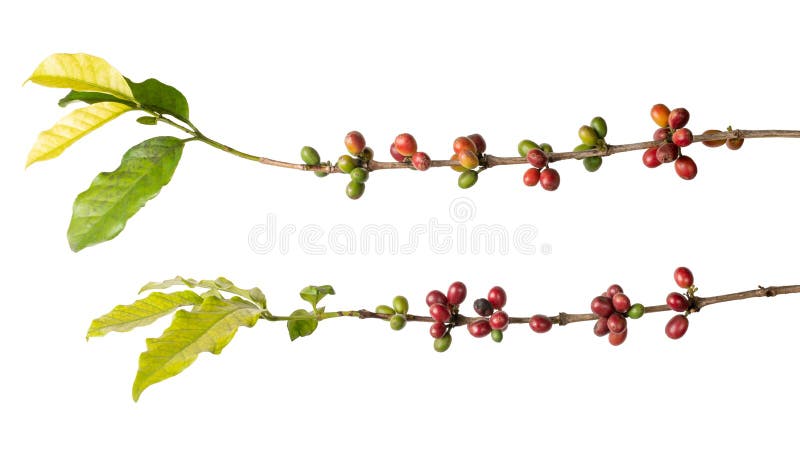 Close-up of coffee plant with beans on white