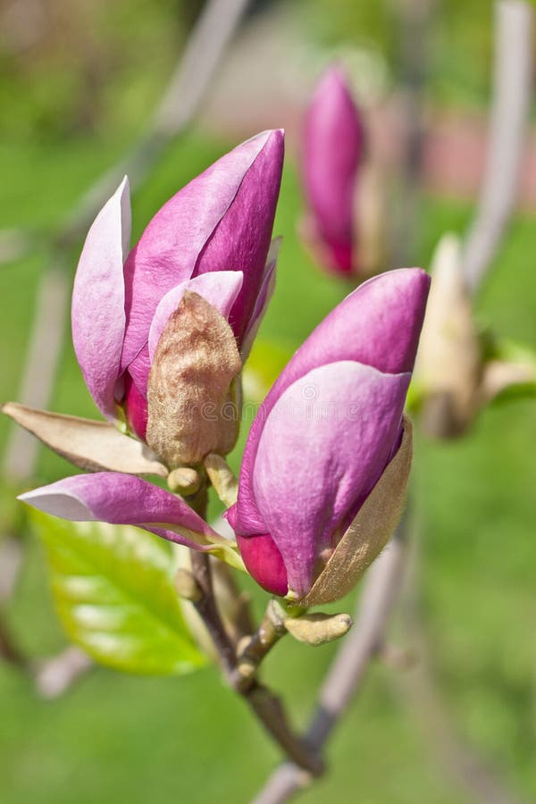 Close-up Of Color Magnolia Flowers Stock Image - Image of spring ...