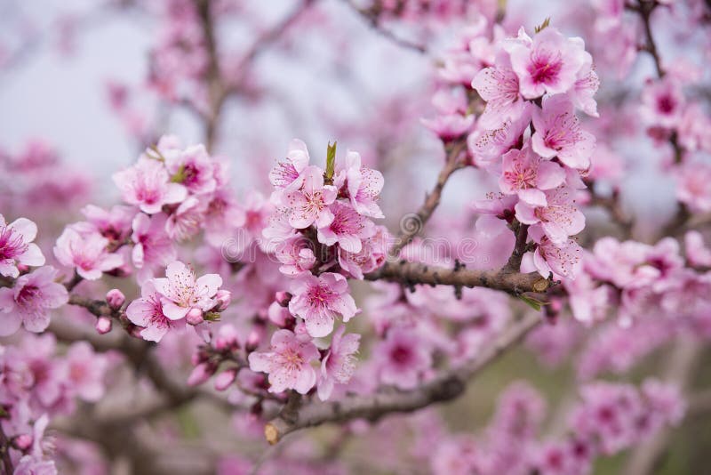 Close up of colorful blossom cherry and almond flowers in a spring summer field