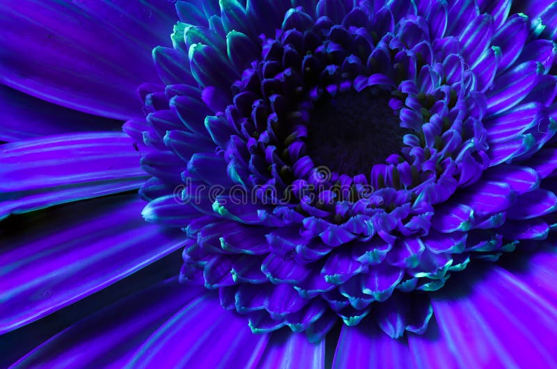 Vibrant orange gerbera flower close-up. In UV light