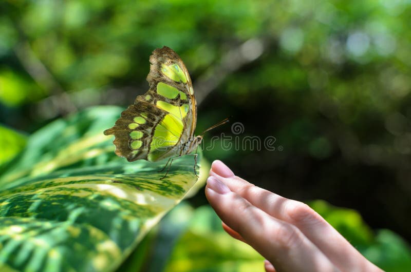 Close-up colorful butterfly sitting on woman's hand