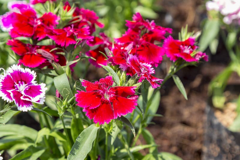 Close up colorful Dianthus flower Caryophyllaceae in garden. Close up colorful Dianthus flower Caryophyllaceae in garden