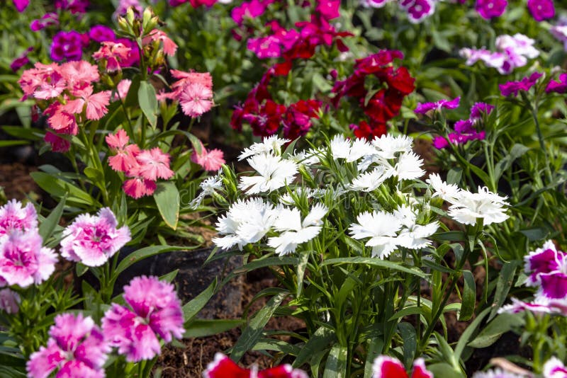 Colorful Dianthus flower Caryophyllaceae  in garden , pink. Colorful Dianthus flower Caryophyllaceae  in garden , pink