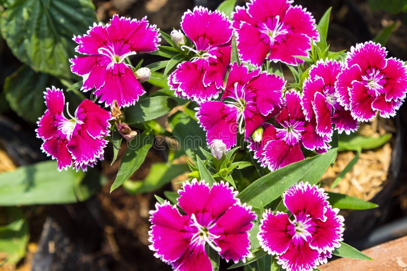 Colorful Dianthus flower Caryophyllaceae  in garden , pink. Colorful Dianthus flower Caryophyllaceae  in garden , pink