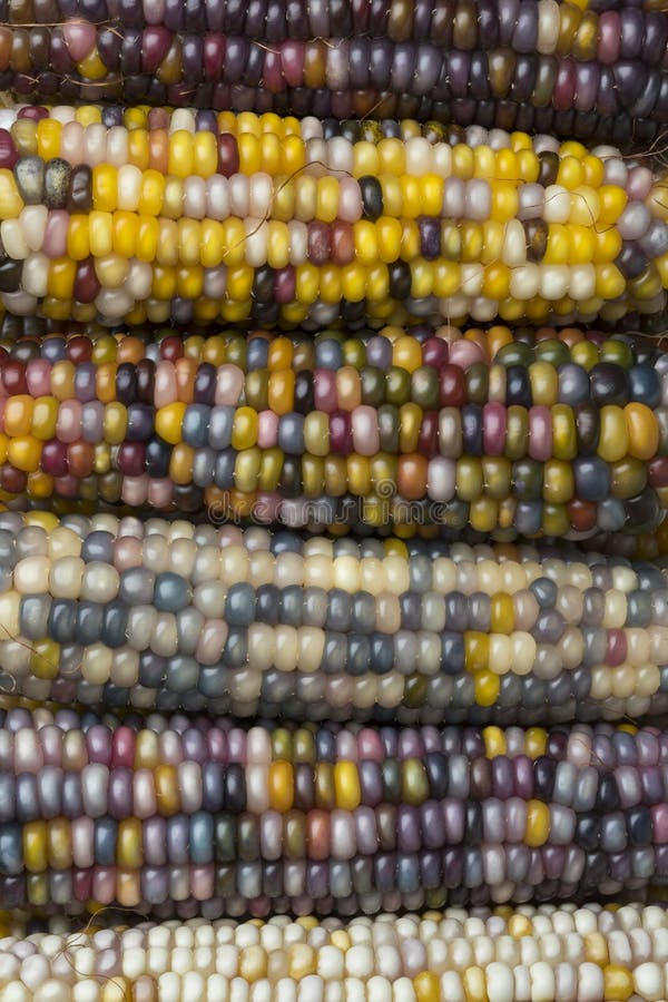 Close Up of Colorful Gem Glass Corn on Cob Stock Image Image of maize