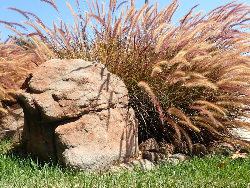 Close up of colorful grass like fox tails with large rocks in a decorated garden