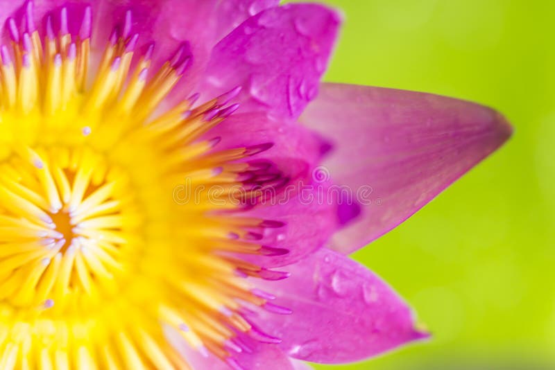 Close-up colorful lotus used as background and text input