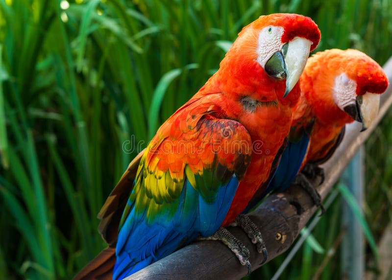 16 256 Parrot Jungle Photos Free Royalty Free Stock Photos From Dreamstime