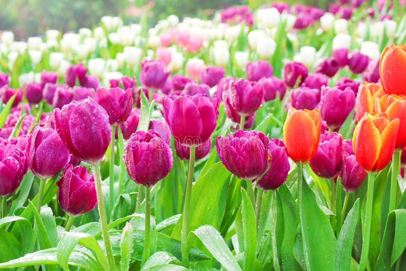 Những bông hoa tulip tím đậm mang lại cho chúng ta cảm giác ngọt ngào và thăng hoa, giống như cảm giác khi đang lĩnh hội vẻ đẹp của chúng trên hình ảnh đầy màu sắc. Hãy thưởng thức và tận hưởng những giây phút bình yên với loài hoa đẹp này.
