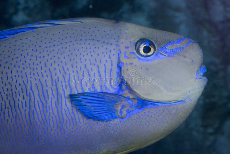 Parrot Fish stock image. Image of saltwater, head, parrot 99327781