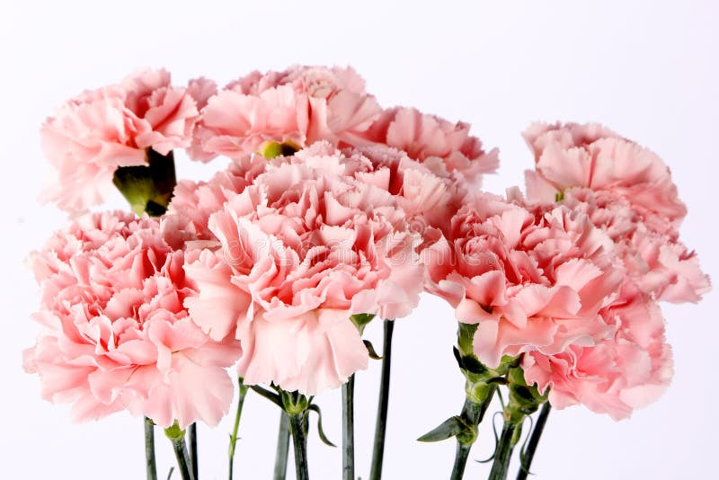 Close up colorful pink Dianthus flower