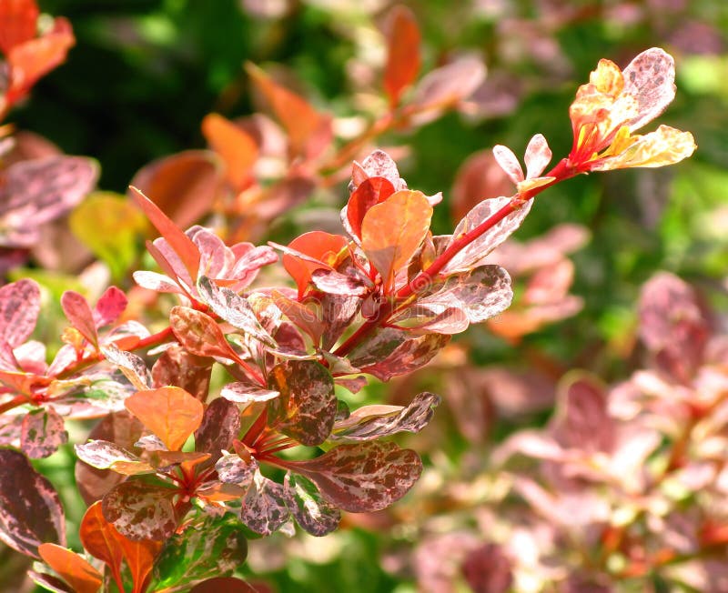 Close up of colorful plants stock photos