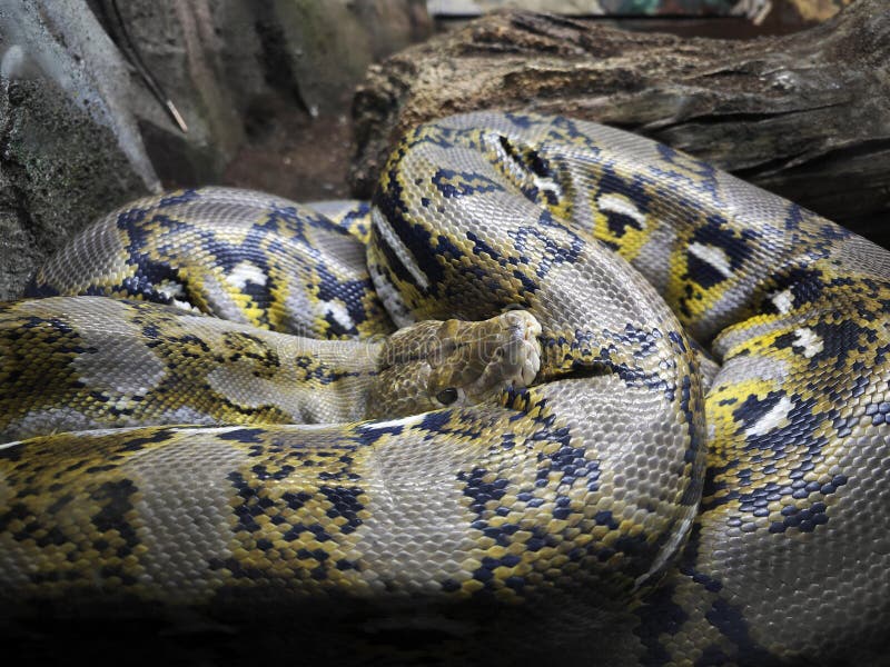 5,046 Colorful Python Stock Photos - Free & Royalty-Free