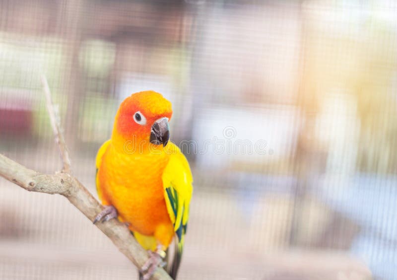 Close up colorful sun conure parrot birds Aratinga solstitialis standing perch on the branch stock photo Close up colorful sun conure parrot birds Aratinga solstitialis standing perch on the branch stock photo